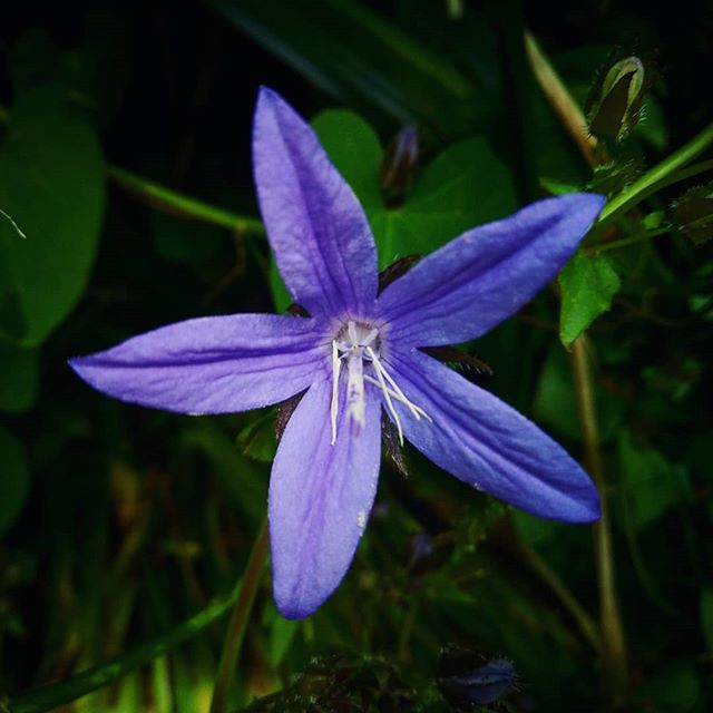 Purple passion .. #flowers #flowersofinstagram #colour #colours #garden ...